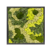 Machový obraz s lišajníkom RAL 9005 Satin Gloss 30% Ball moss 70% Reindeer moss Mix 40x40x6 cm