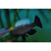 Cyprichromis sp. brilliant jumbo Kitumba - 5-6,5cm