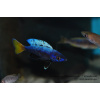 Cyprichromis sp. brilliant jumbo Kitumba - 4-5cm