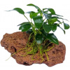 Dennerle Plants Anubias nana Bonsai on Stone - 1 ks