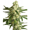 White Label White Diesel Haze Automatic semena neobsahuji THC 3 ks