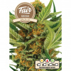 Fair Seeds - Jack H 10 ks - Semená neobsahujú THC