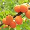 Fresh Apricot - vonný olej na výrobu sviečok (Čerstvé marhule - vôňa do vosku)