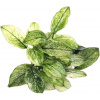 Dennerle Plants Anubias nana Pinto - 1 ks