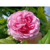 Ruža popínavá -voňavá - Rosa ‘Gertrude Jekyll’ - na špalieri 120x120cm