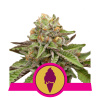 Royal Queen Seeds Green Gelato Balenie: 3