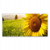 Foto -Hanging Photo 140x70 Slnečnicová kvetinová rastlina (Fotoobrazový závesný kvet slnečnice 140x70)