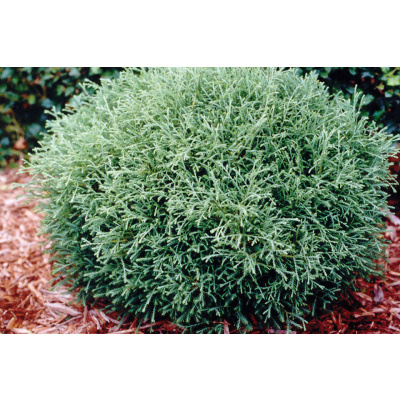 Tuja Mr bowling EXTRA (thuja occidentalis little giant )