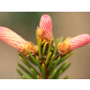 Smrek ztepilý Roseospicata (kontajner C12)