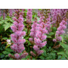 Čechrava čínska Pumila - Astilbe chinensis Pumila (kontajner p11)