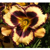 INTARSIA OF EBONY