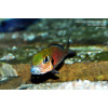 Callochromis macrops Ndole Bay - 4,5-6cm