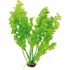 Dennerle Plants Aponogeton ulvaceus - 1 ks