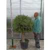 Bonsai - OLIVOVÝ OLEJ NA STROMY OLIVOVÝ Bonsai záhradná lopta 160 cm (Bonsai - OLIVOVÝ OLEJ NA STROMY OLIVOVÝ Bonsai záhradná lopta 160 cm)