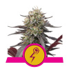 Royal Queen Seeds Green Punch Balenie: 5