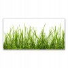 Obrázok závesného akrylu 140x70 Grass Nature rastlina (Obrázok závesného akrylu 140x70 Grass Nature rastlina)