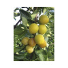 Slivka mirabelka BIO FloraSelf Bio Prunus domestica syriaca 'Nancy' kmeň 60 cm celková výška cca 120-150 cm kvetináč 7,5 l