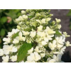 Hortenzia latnatá Magical Himalaya Kolmahima (kontajner C3)