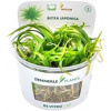 Dennerle Plants Blyxa japonica CUP - 1 ks