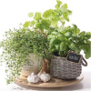 PAW servítky flavor of herbs 33X33cm