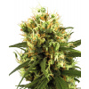 White Label White Haze Automatic semena neobsahuji THC 3 ks