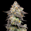 Cookies Seed Bank - Acai Grapes 3 ks - Semená neobsahujú THC