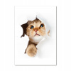 Foto obraz foto na tvrdenom skle Cat 70x100 (Moderná fotografia na akrylovej mačky 70x100 cm)