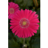 GERBERA JAMESONII, MEGA REVOLUTION DEEP ROSE LIGHT EYE, 1000 semien