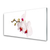 Sklenený obklad Do kuchyne Kvety príroda orchidea 100x50 cm