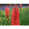 Mnohokvet Red Rocket - Kniphofia Red Rocket (kontajner p12)