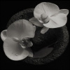 Patton Mike & Jean-Claude Vannier - Corpse Flow. / Digisleeve [CD]