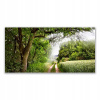Obrázok závesného akrylu 140x70 stromy Path Natura (Obrázok závesného akrylu 140x70 stromy Path Natura)