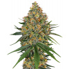 White Label White Cheese semena neobsahují THC 5 ks