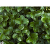 Vtáčí zob japonský 'Rotundifolium'
