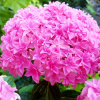 Hortense Perfection ~ Blooms na nové výhonky /c2 (Hortense Perfection ~ Blooms na nové výhonky /c2)