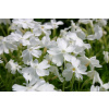 Phlox subulata ´White Delight´
