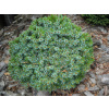Picea omorica Karel 9*9 (Smrek srbský Karel)
