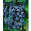 Bluejay American Blueberry z dozrieva ovocie rýchlo (Bluejay American Blueberry z dozrieva ovocie rýchlo)