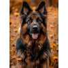 Diamantový obrázek Pes Německý ovčák 30 x 40 cm