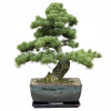 Bonsai - Semiačko Bonsai Jerusalem Pinus halepensis (Bonsai - Semiačko Bonsai Jerusalem Pinus halepensis)