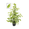 Fikus benjamín FloraSelf Ficus benjamina 'Golden King' výška 100-110 cm kvetináč Ø 21 cm