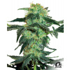 Sensi Seeds Cannabis Seeds White Ice Regular od White Label, 10 ks