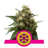Royal Queen Seeds Ice Balenie: 5