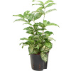 Dracaena godseffiana 'Florida beauty' 13/12 v. 40 cm