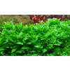 Staurogyne repens /in Vitro Tropica/