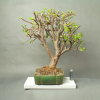 Bonsai - Bonsai - Portulacaria Afra v štýle Brush (Bonsai - Bonsai - Portulacaria Afra v štýle Brush)