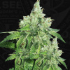 T.H.Seeds™ Semená kanabisu Citron Givré, rôzne balenie, feminizované 2 pcs