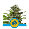 Tatanka Pure CBD - Royal Queen Balenie: 5ks