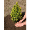 PICEA GLAUCA DAISYS WHITE