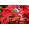 Yasura Maple Beech Beech Birch Red Oak Other (Yasura Maple Beech Beech Birch Red Oak Other)